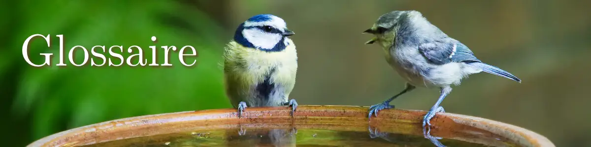 Glossaire