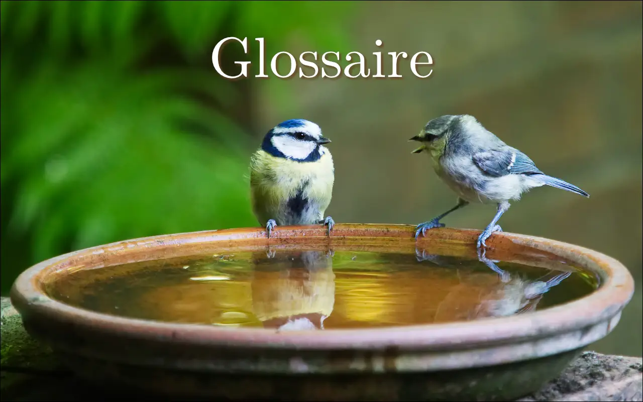 Glossaire