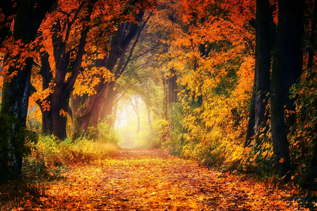 Forêt en automne NOBOOK